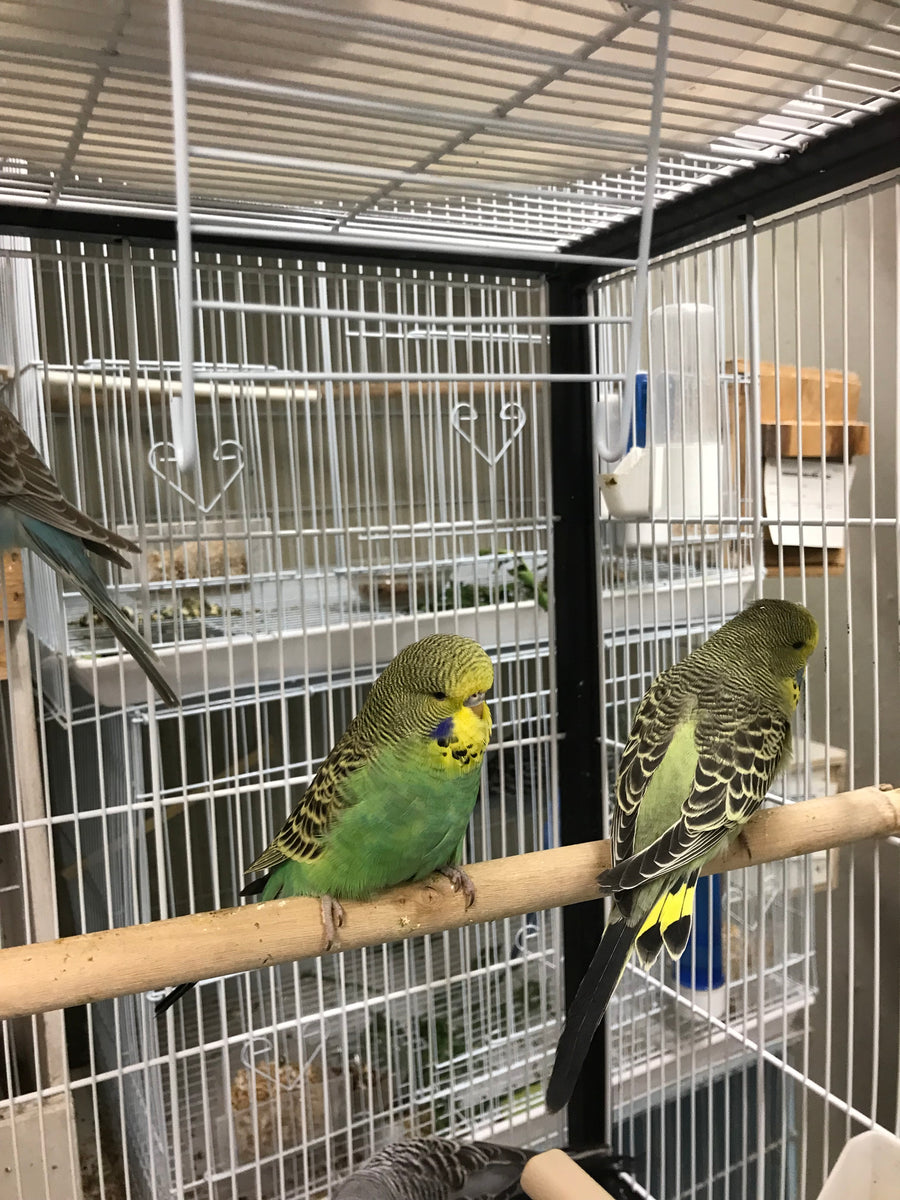 Budgie price hot sale