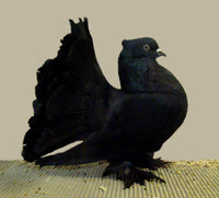 Indian Fantails $ 55 and up