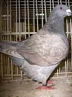 American giant homer pigeon