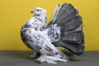 Indian Fantails $ 55 and up